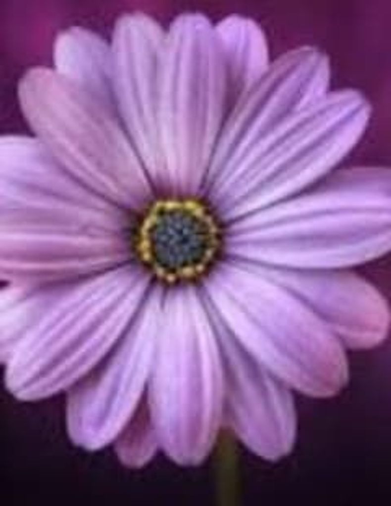 Doris Langley Profile Photo