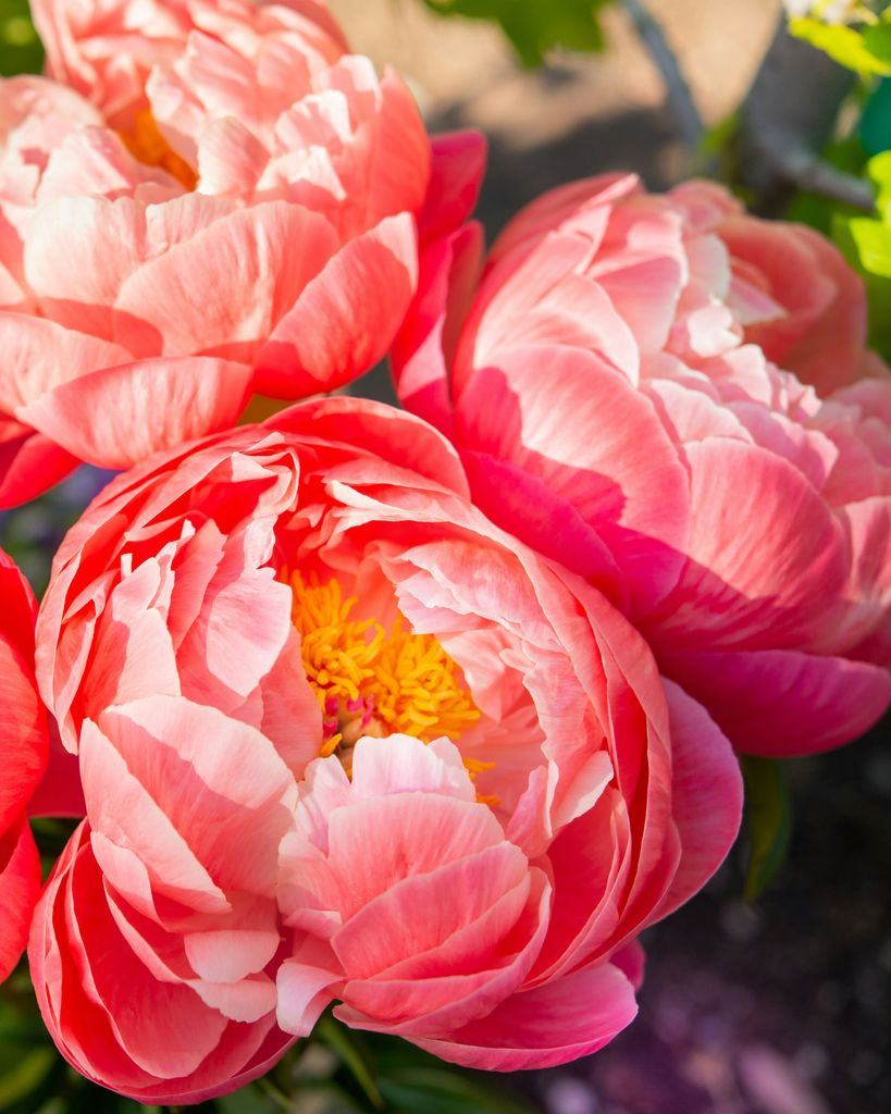 Alma Williams Profile Photo