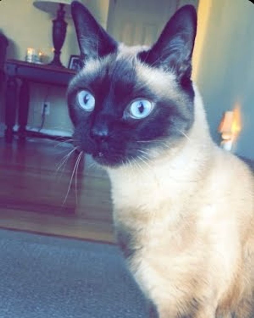 Mr. Kitty Mason Profile Photo