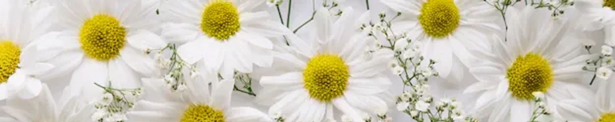 Cover photo for Patricia M. Santovasi's Obituary