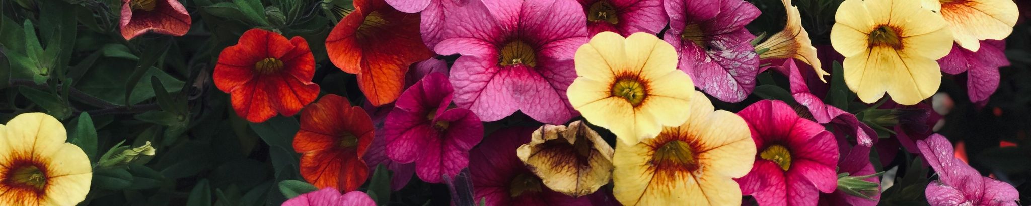 Cover photo for Mona Hopkins's Obituary