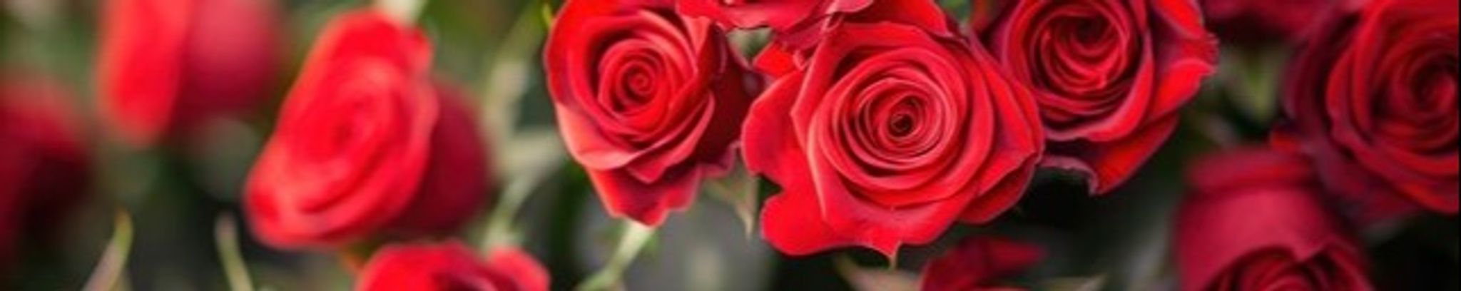 Cover photo for Maria Isabel Huerta's Obituary