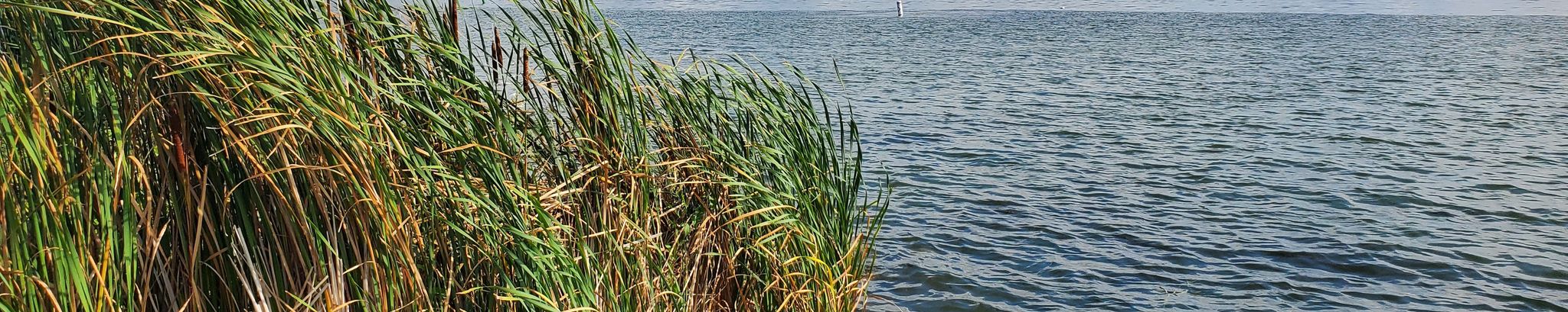 Cover for Dawn Louise Werth's Obituary