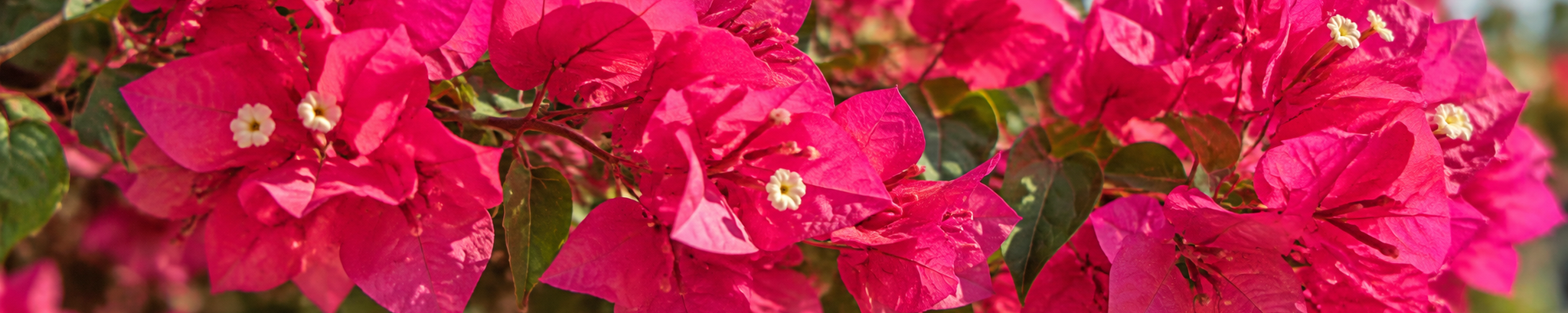 Cover for Virginia Ontiveros's Obituary