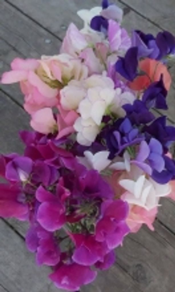 Doris Josephine Eidse Profile Photo