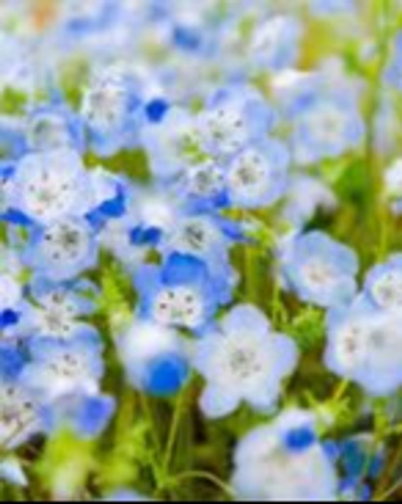 Janice Kay Hissong Profile Photo