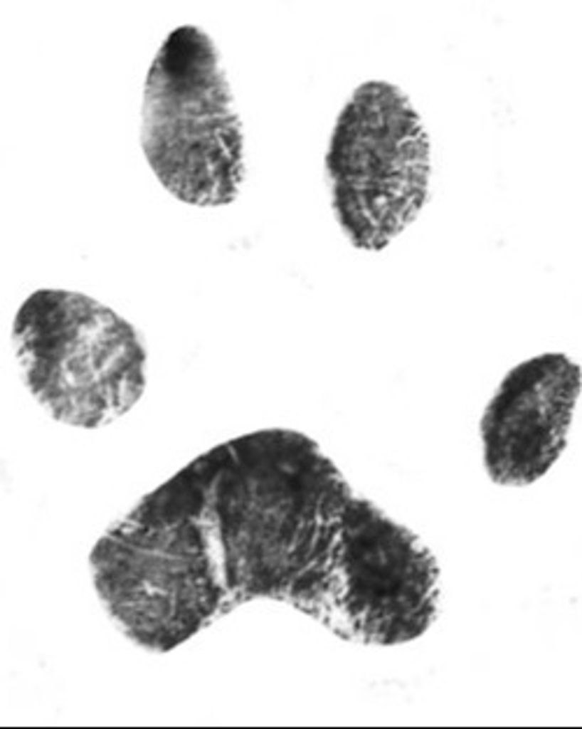 Bruno Gaither Profile Photo