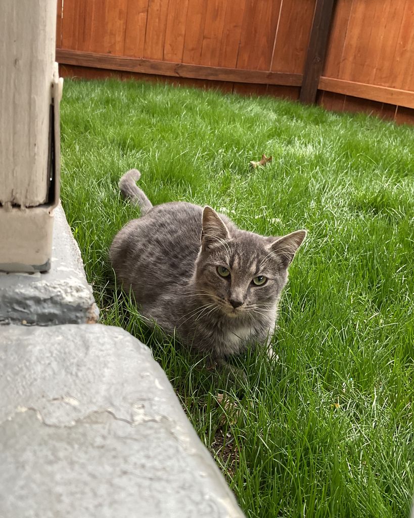 Mittens Meowson Profile Photo