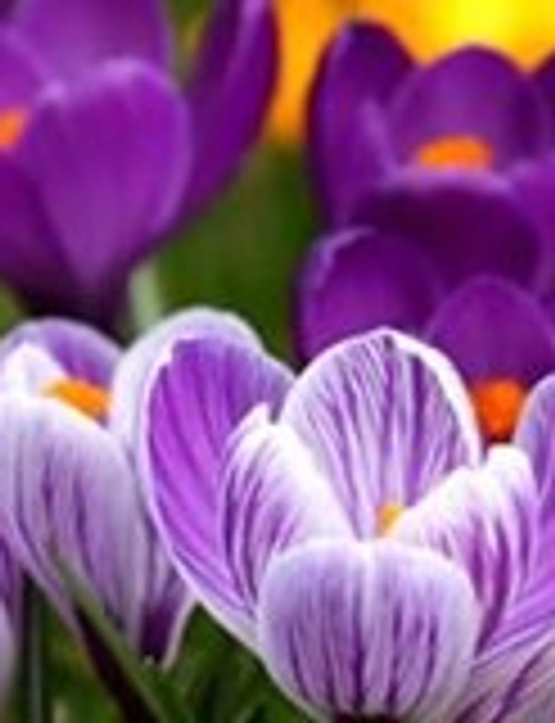 Belinda Mae Frantom Profile Photo