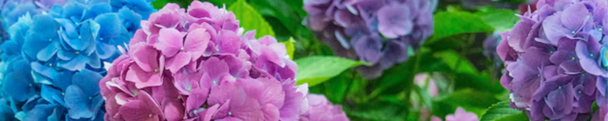 Cover photo for Priscilla O'Neill's Obituary