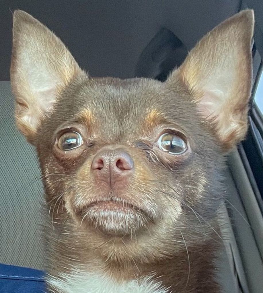 Kaiser Pyle "Derpy Little Dude" 