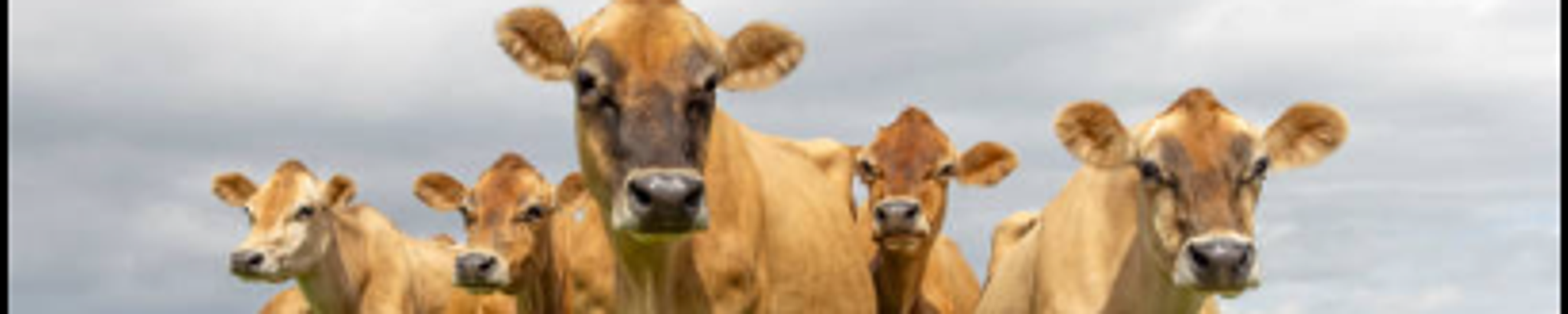 Cover for Morgan A. Marsh, Jr.'s Obituary