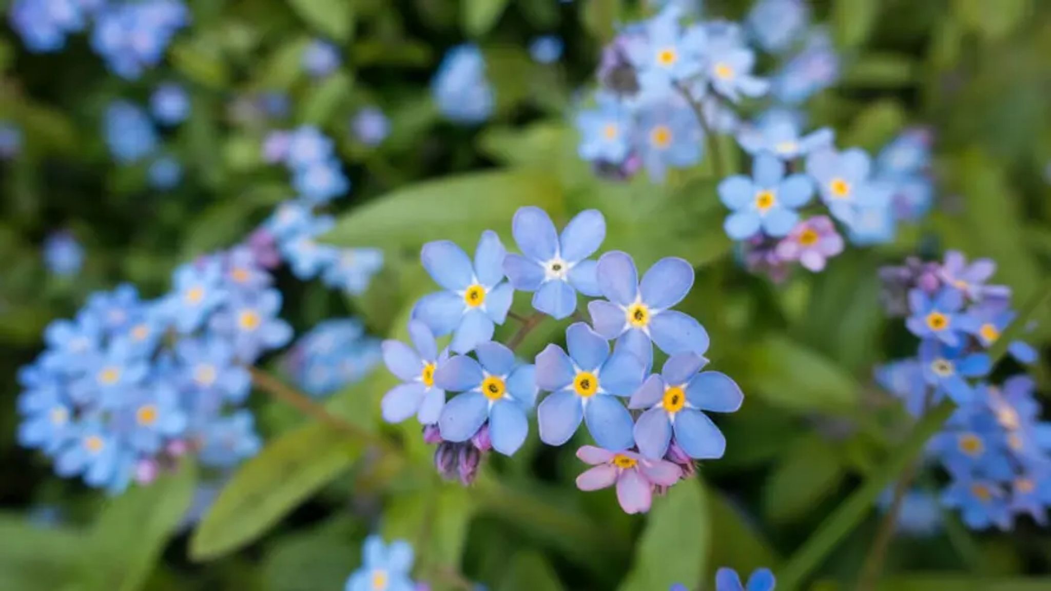 Cover for Julie Kelly Ingram's Obituary