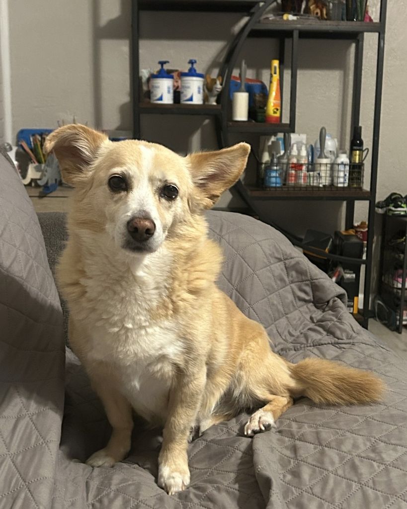 Kimchi Go Profile Photo