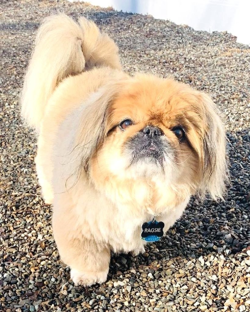 Ragsland Lord Leroux