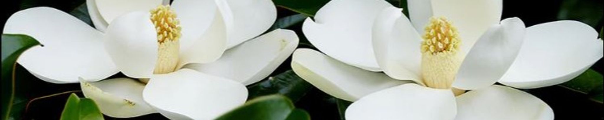 Cover photo for Veronica "Luce" Ridgedell's Obituary