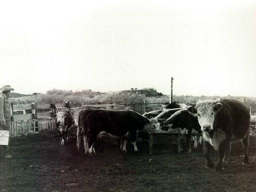 Franklin Dawson Meador photo gallery thumbnail 151 of 288