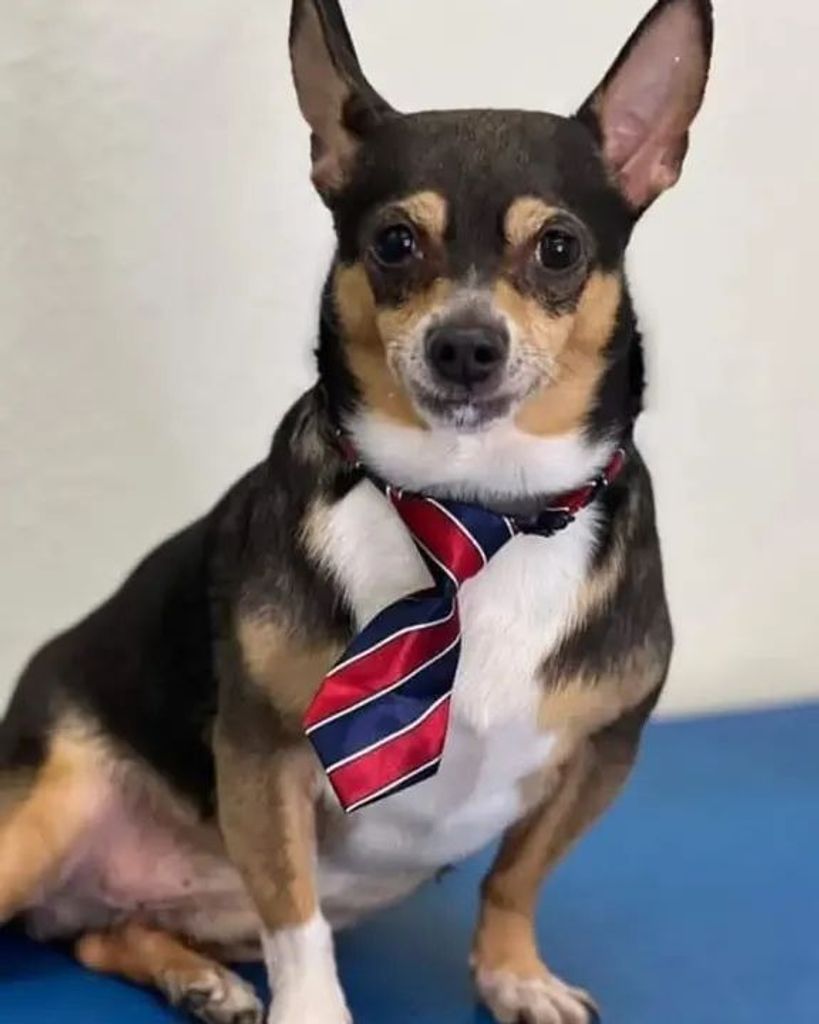 Hershey Profile Photo