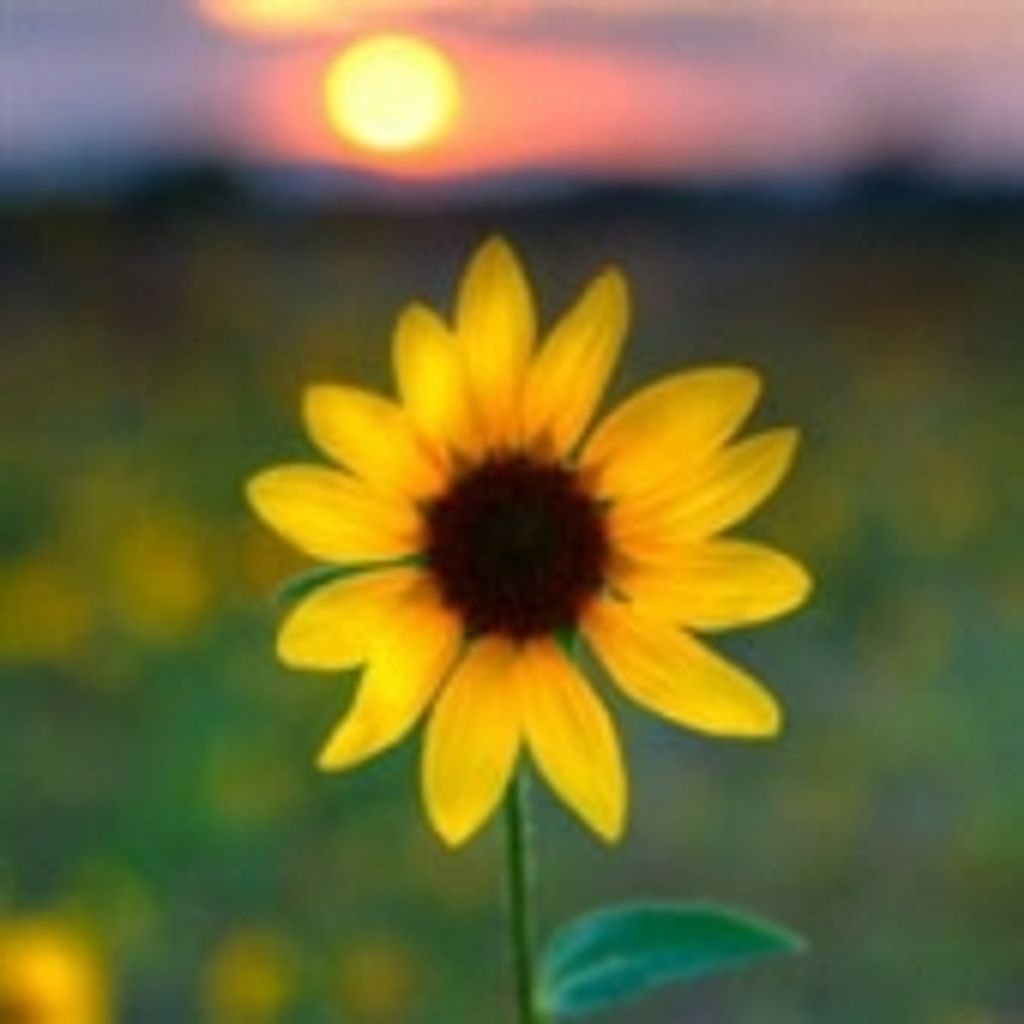 Tamara Richelle Doppke