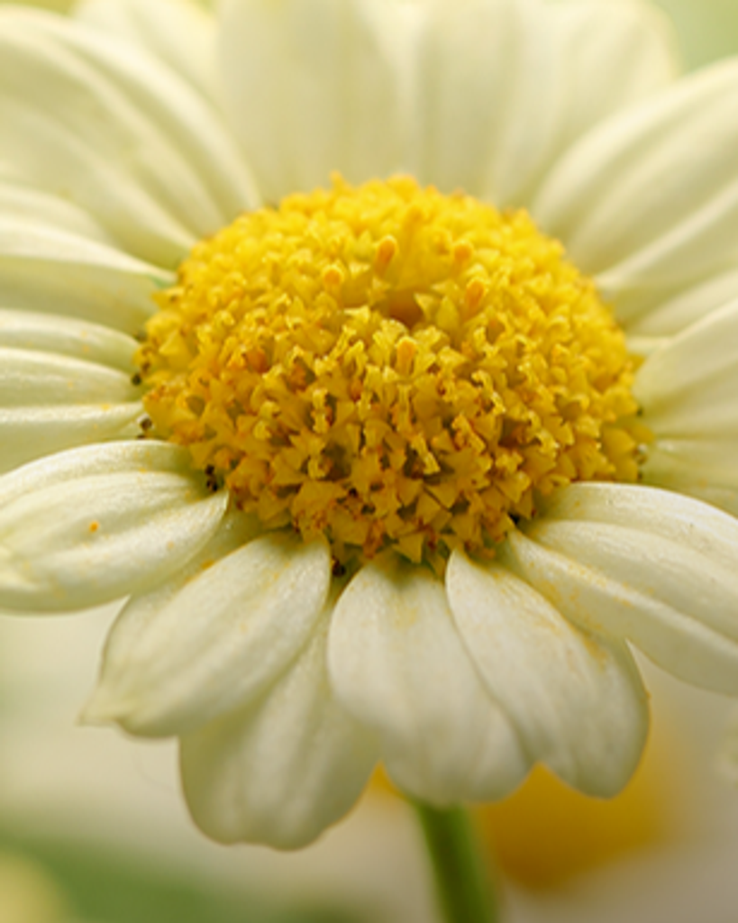 Elsa Aldave Espinoza Profile Photo