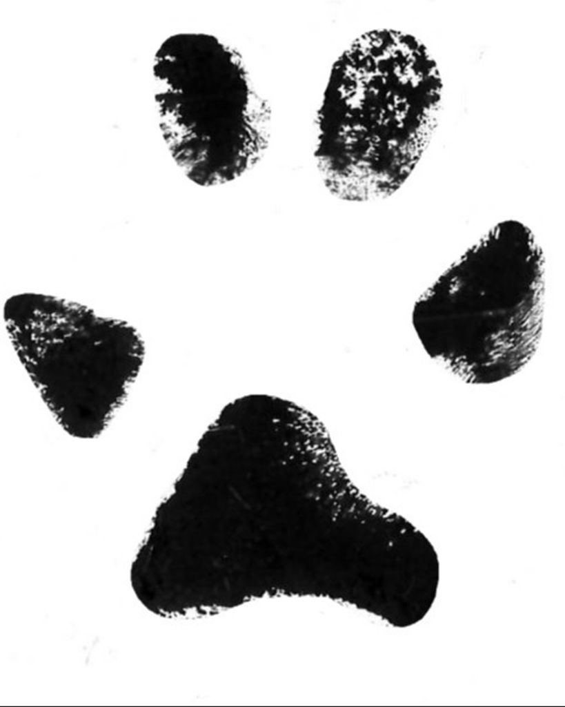 Alaska McCain Profile Photo