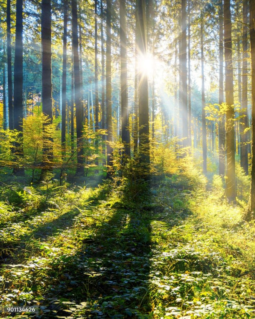 Egon Edgar Albin Roesslein