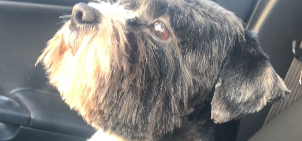 Peluchin Profile Photo