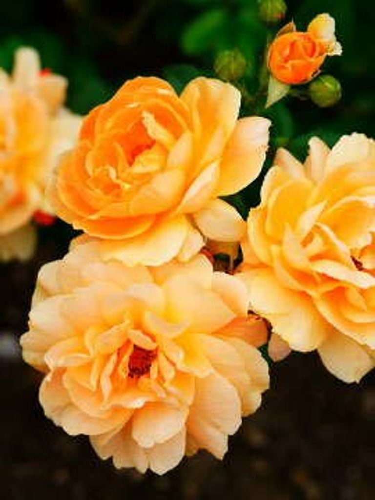 Marilyn A. Van Steenburg