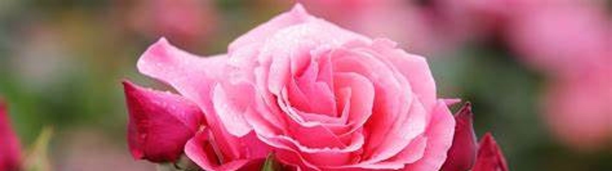 Cover photo for Patricia "Patty" Connour's Obituary