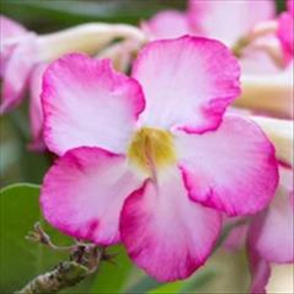 Mary Lou Cobb Profile Photo