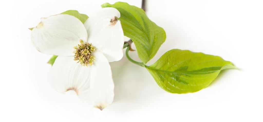 Josephine Culp Williams Profile Photo