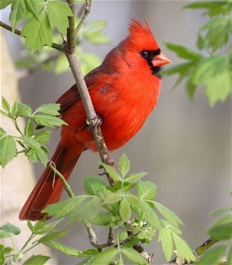 Velma Lee Beck (Gentry)