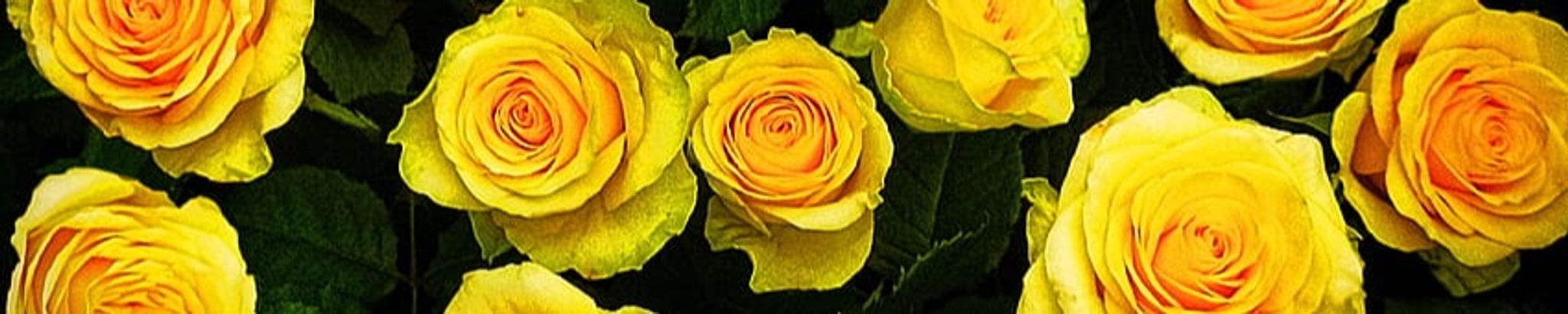 Cover photo for Mary L. Kiefer's Obituary