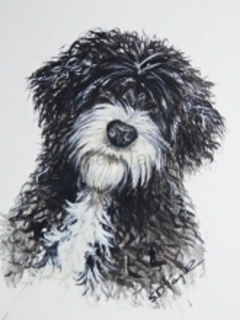 Perro Pluim Profile Photo