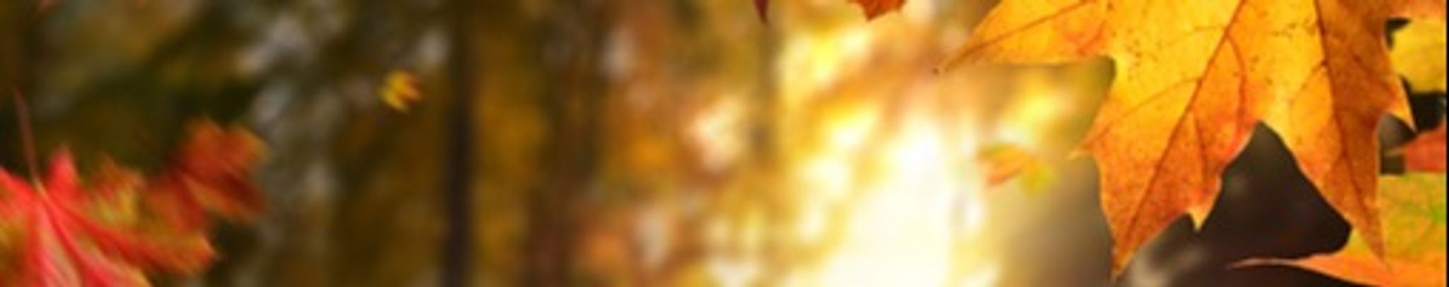 Cover photo for Charlotte Skellon's Obituary