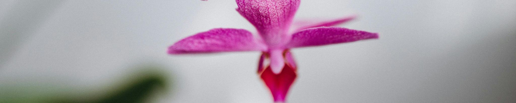 Cover for Kimberly Ruth Robbins's Obituary