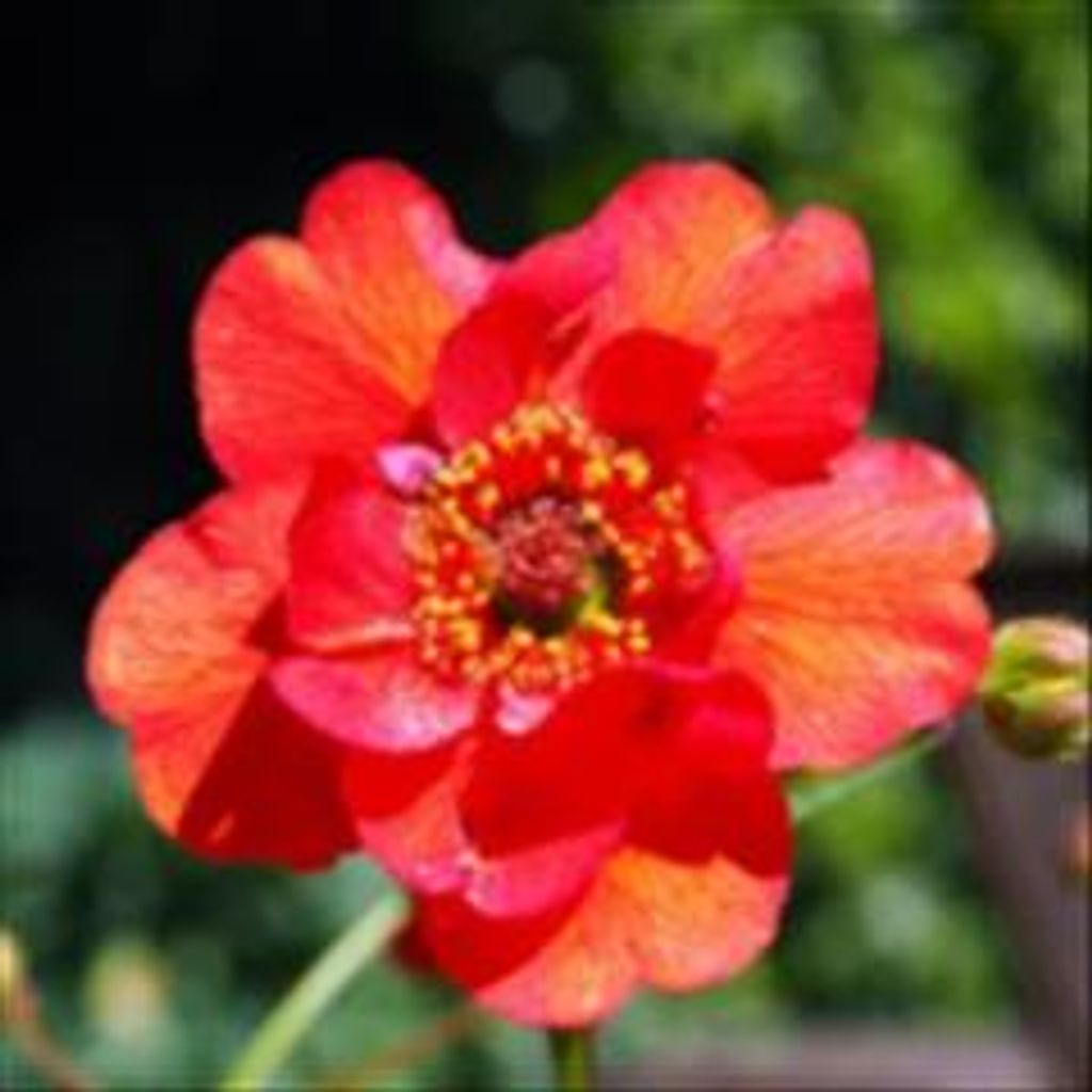 Alexis Marie Rodriguez