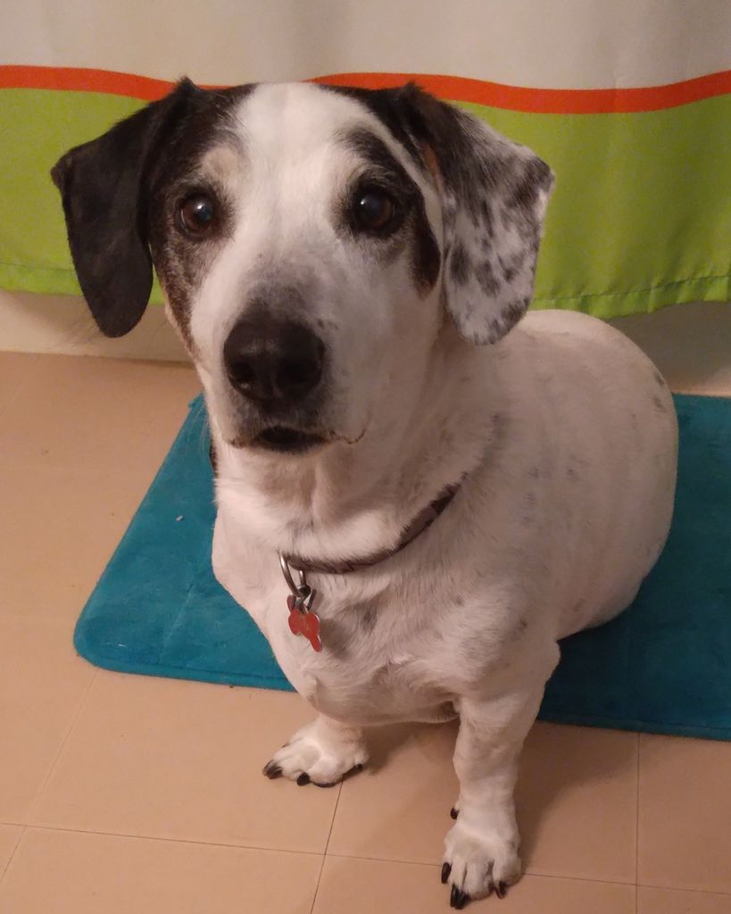Petey Stout Profile Photo