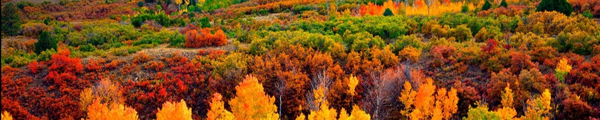 Cover photo for Doris Elizabeth Cupp's Obituary