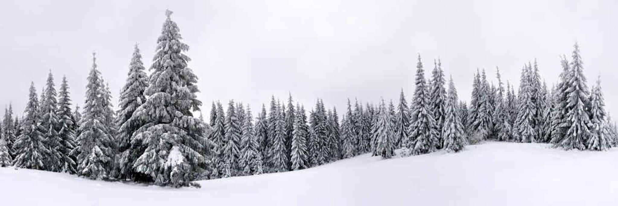 Cover for Charles M. Dotter's Obituary