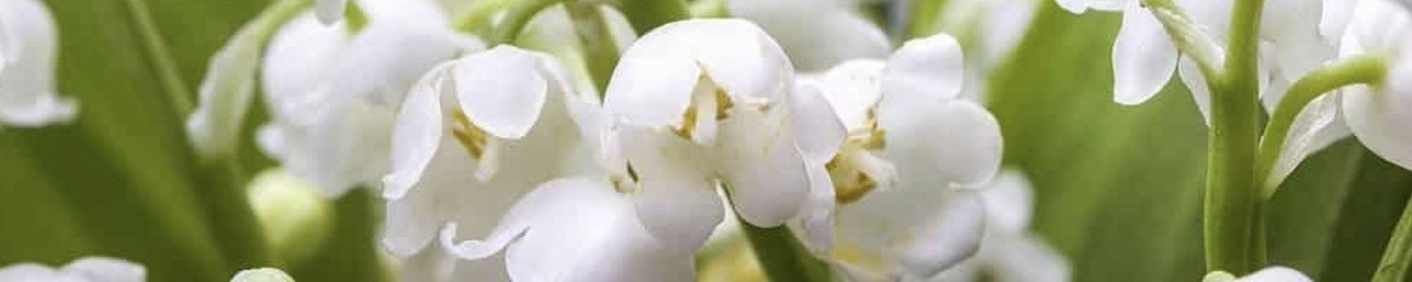 Cover for Lorraine Mae Loder's Obituary