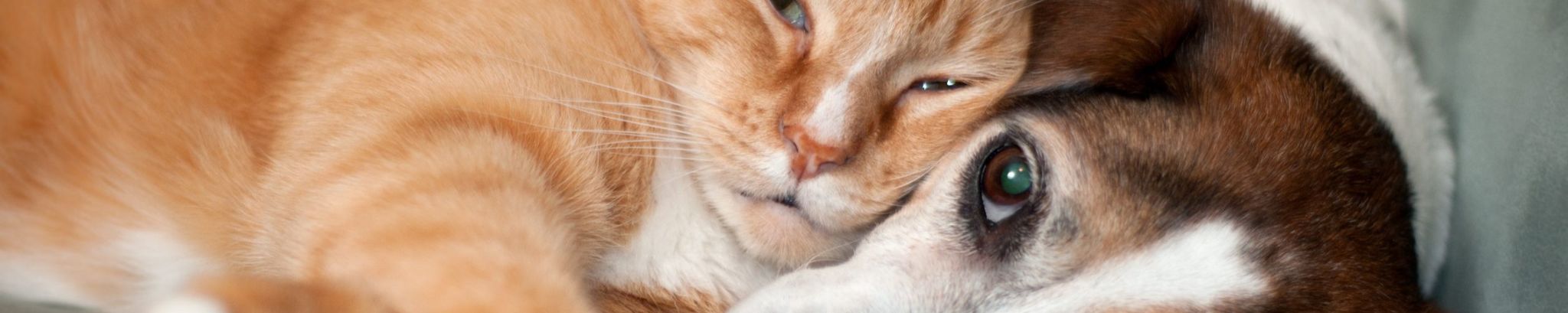Cover photo for Anita Cate's Obituary