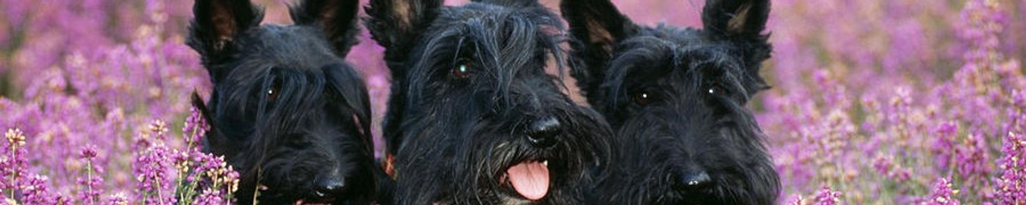 Cover for Dr. Susan Holloway Snider's Obituary