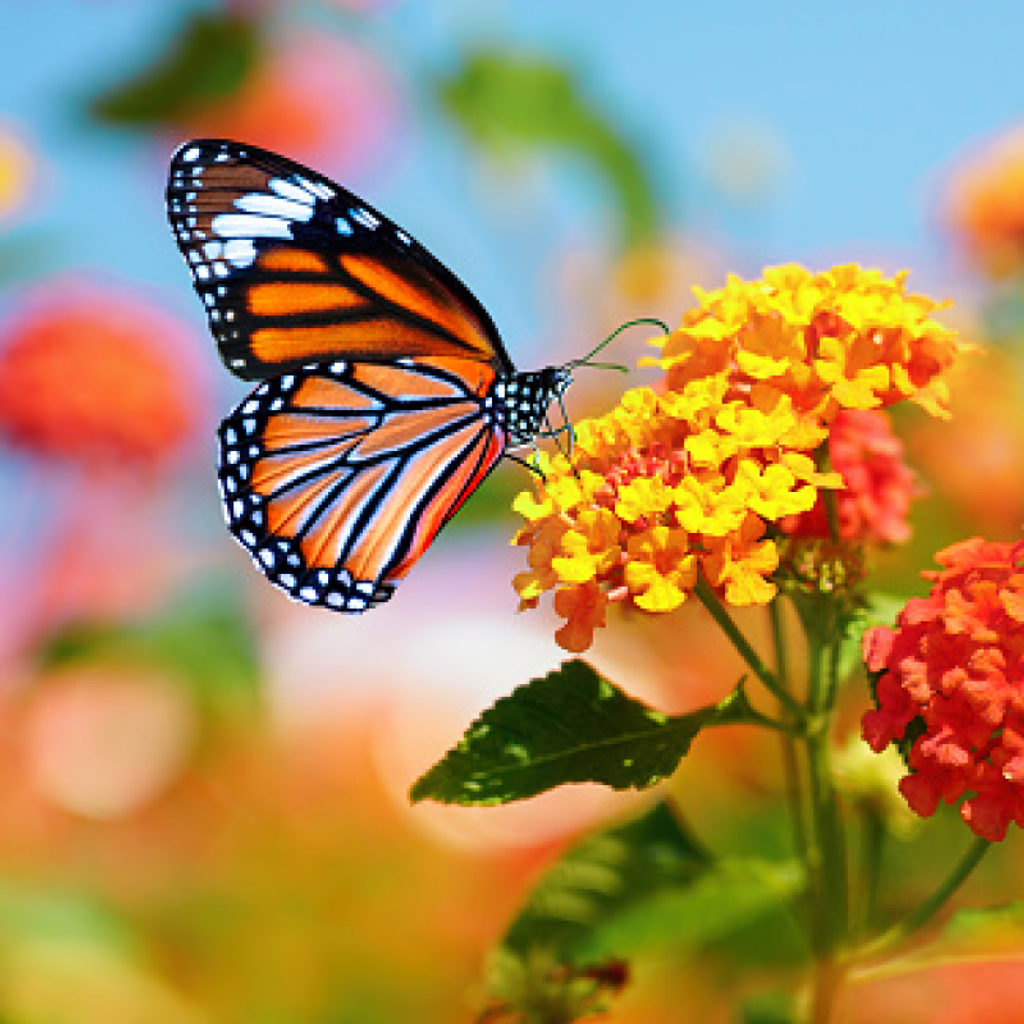 Angela Cheryl Auman Profile Photo