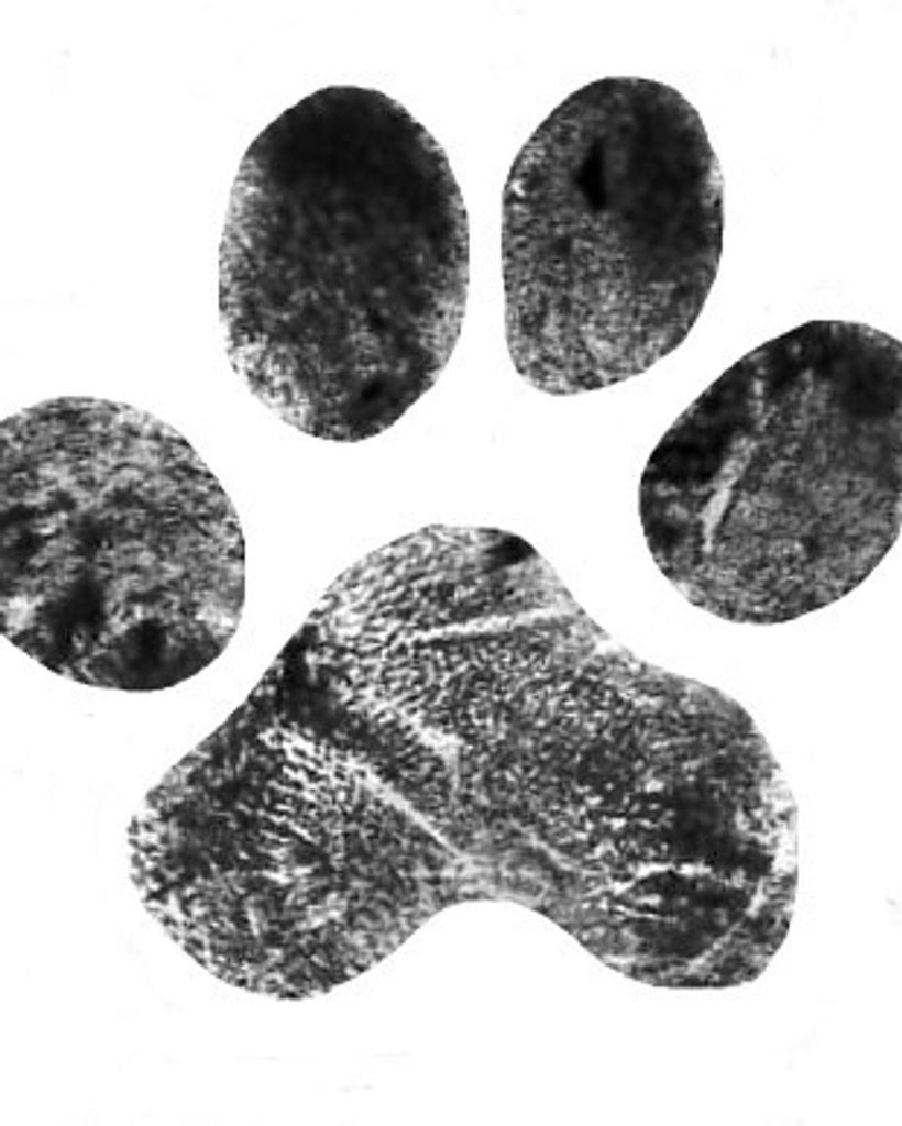 Princess Isenhour Profile Photo