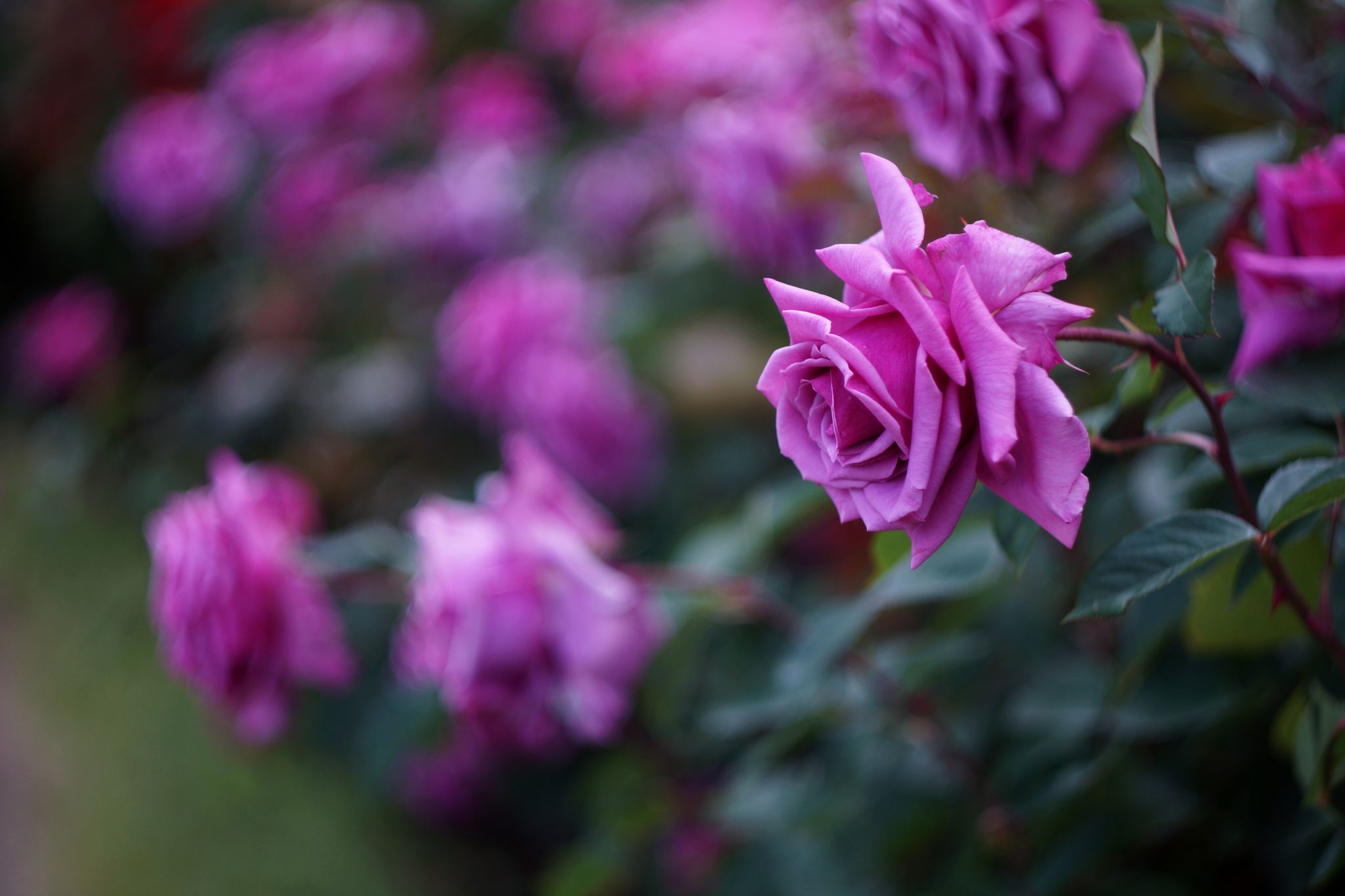 Cover photo for Ina "Carol" Pickett's Obituary