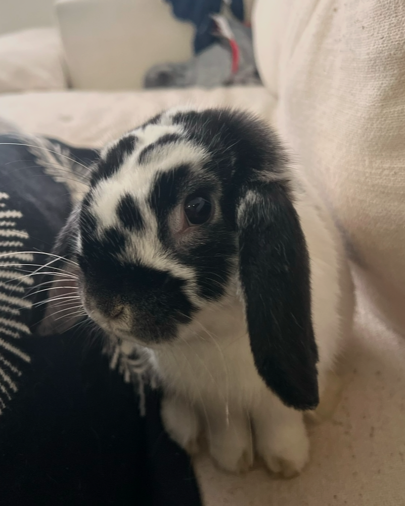 Peter the Bunny Profile Photo