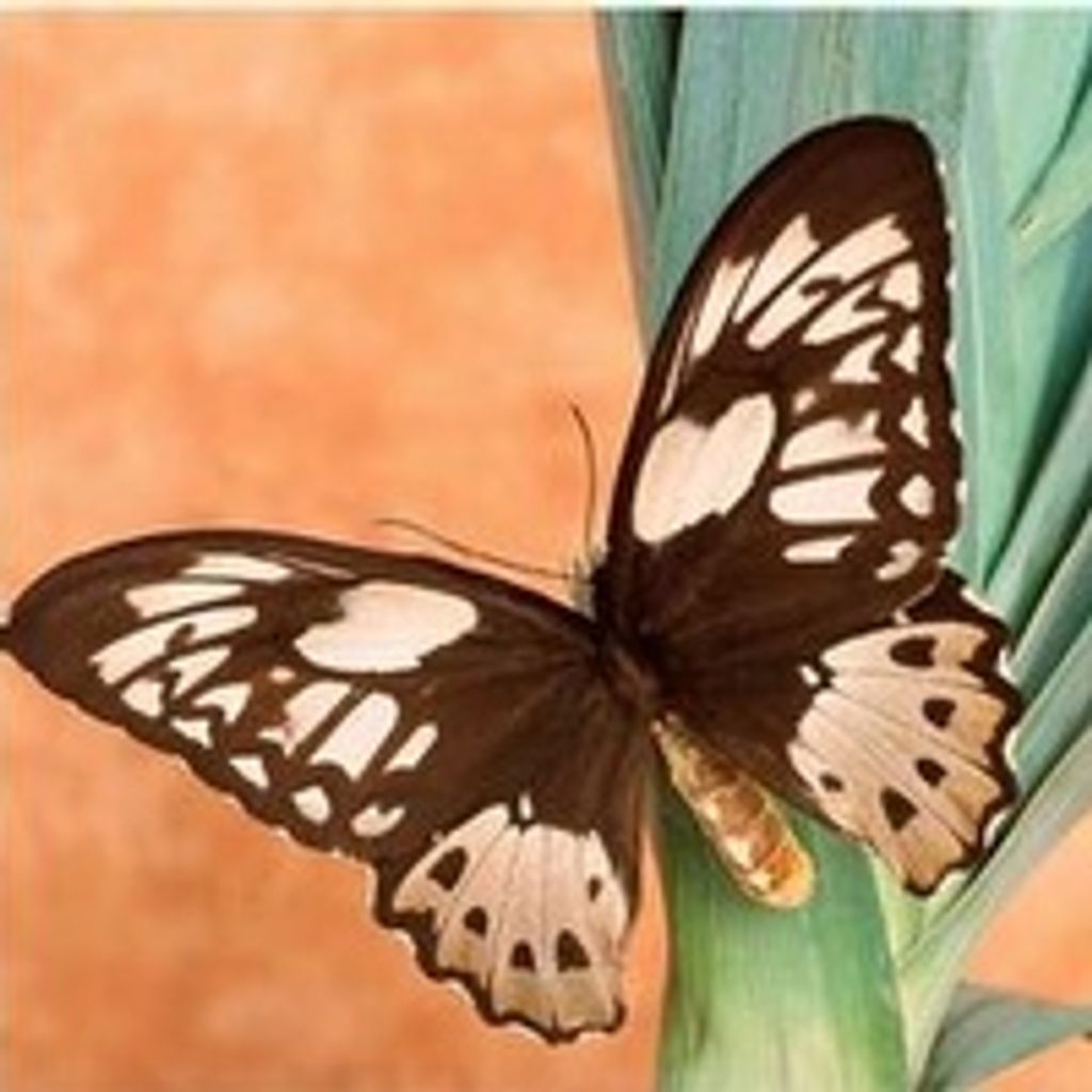 Barbara  Claire Smith