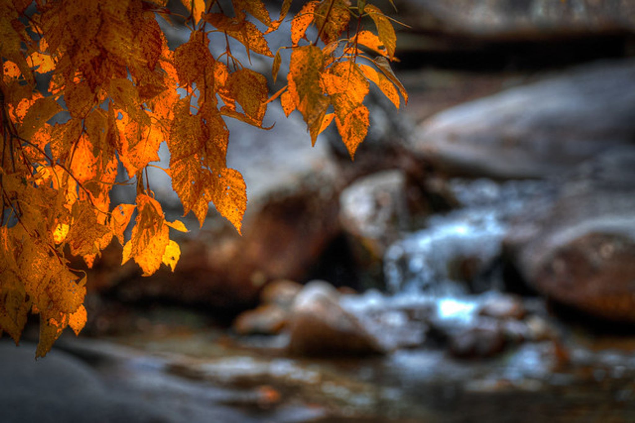 Cover for Shakira Berg's Obituary