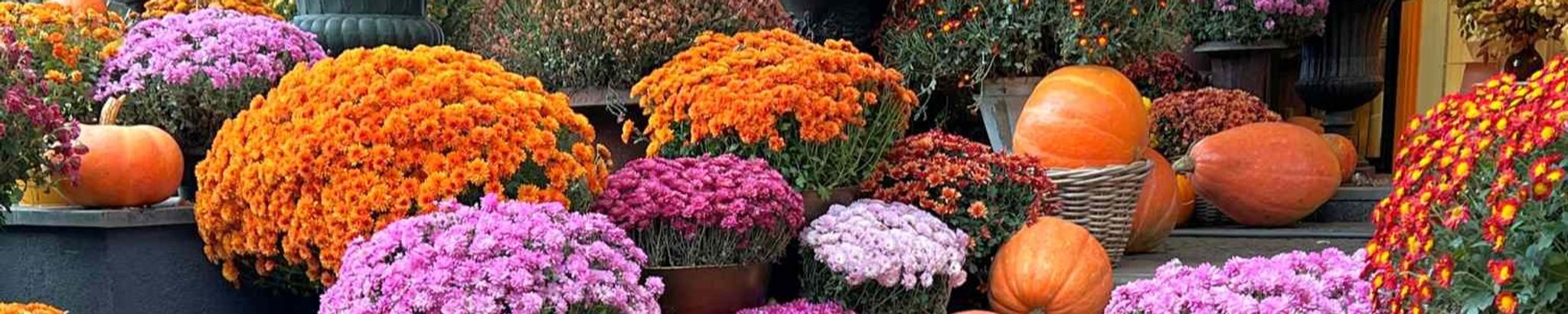 Cover photo for Dorothy Ray's Obituary